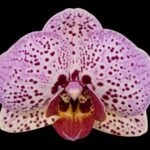 Phalaenopsis Fangmei Cloud Leopard (2.5” Pot)