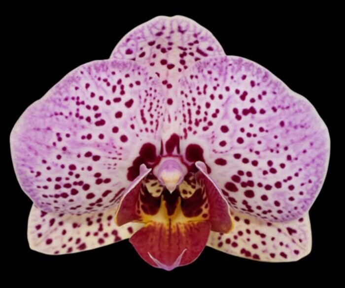 Phalaenopsis Fangmei Cloud Leopard (2.5” Pot) - Image 1