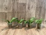 Phalaenopsis Fangmei Cloud Leopard (2.5” Pot) - Image 6