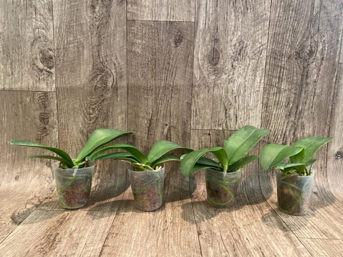Phalaenopsis Fangmei Cloud Leopard (2.5” Pot) - Image 6