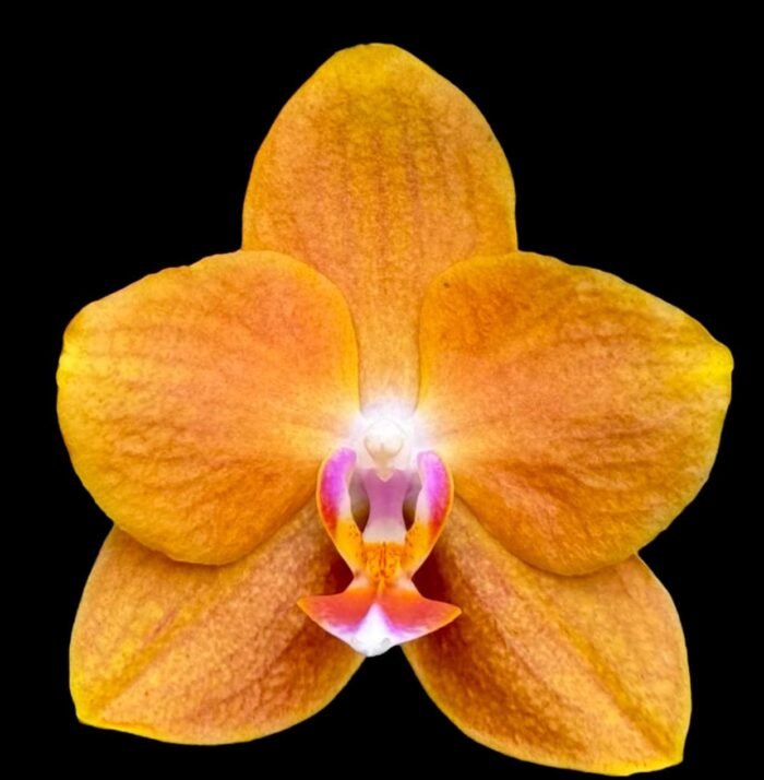 Phalaenopsis KS Pride (2.5” Pot) - Image 1
