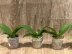 Phalaenopsis KS Pride (2.5” Pot) - Image 2
