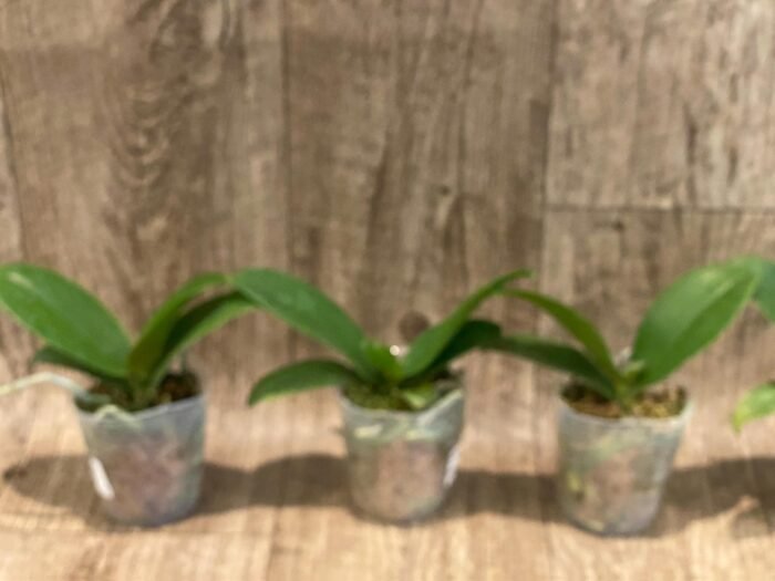 Phalaenopsis KS Pride (2.5” Pot) - Image 2