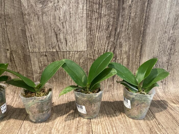 Phalaenopsis KS Pride (2.5” Pot) - Image 3