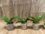 Phalaenopsis KS Pride (2.5” Pot) - Image 4