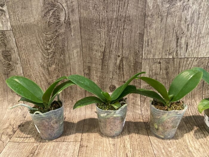 Phalaenopsis KS Pride (2.5” Pot) - Image 4
