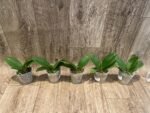 Phalaenopsis KS Pride (2.5” Pot) - Image 5