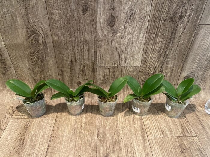 Phalaenopsis KS Pride (2.5” Pot) - Image 5