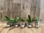 Phalaenopsis GC Reyoung Snow Fox (2.5" pot) - Image 5