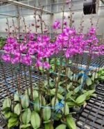 Phalaenopsis Purple Gem 'Miki Leopard' Silver Leaves (2.5" pot) - Image 3