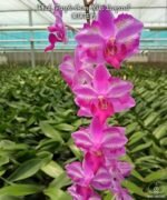 Phalaenopsis Purple Gem 'Miki Leopard' Silver Leaves (2.5" pot) - Image 2