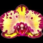 Phalaenopsis Miki Crown '16' SM/TOGA CRACKED LEAF (2.5" pot)