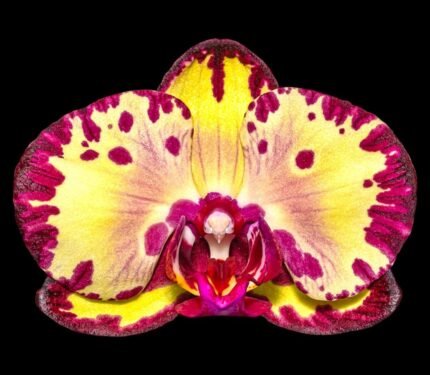 Phalaenopsis Miki Crown '16' SM/TOGA CRACKED LEAF (2.5" pot)