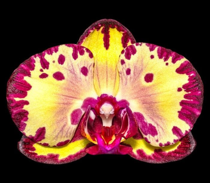 Phalaenopsis Miki Crown '16' SM/TOGA (2.5" pot) - Image 1
