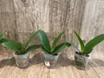 Phalaenopsis Miki Crown '16' SM/TOGA (2.5" pot) - Image 3