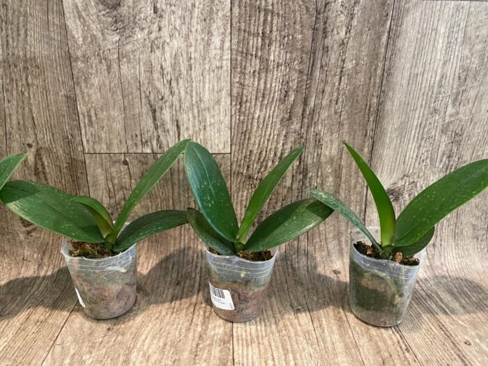 Phalaenopsis Miki Crown '16' SM/TOGA (2.5" pot) - Image 3