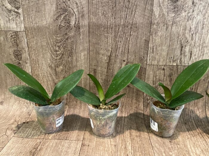Phalaenopsis Miki Crown '16' SM/TOGA (2.5" pot) - Image 2