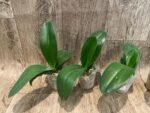 Phalaenopsis Charming Fortune “1357” (2.5" pot) - Image 2