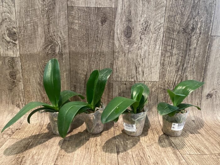 Phalaenopsis Charming Fortune “1357” (2.5" pot) - Image 5