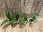 Phalaenopsis Charming Fortune “1357” (2.5" pot) - Image 4