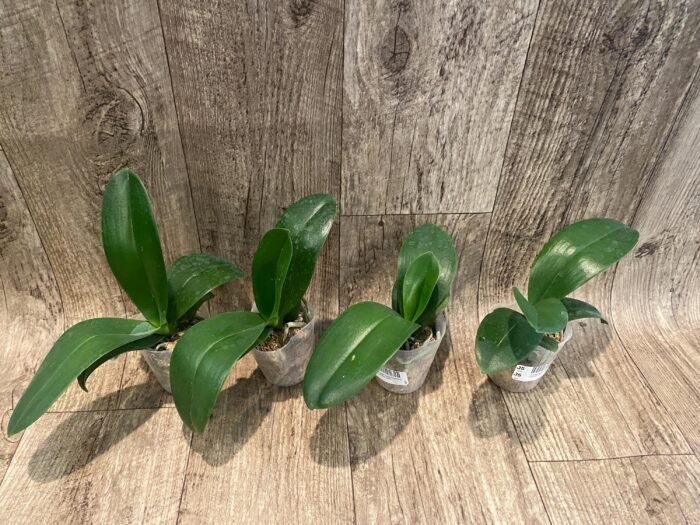Phalaenopsis Charming Fortune “1357” (2.5" pot) - Image 4