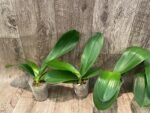 Phalaenopsis Champion Lightning 'Neon' Large Plant (2.5" pot) - Image 3