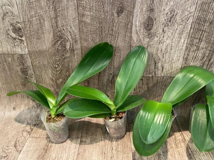 Phalaenopsis Champion Lightning 'Neon' Large Plant (2.5" pot) - Image 3