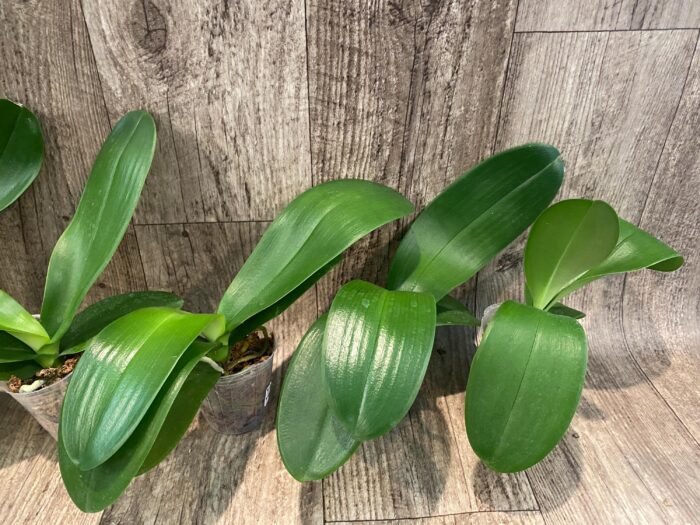Phalaenopsis Champion Lightning 'Neon' Large Plant (2.5" pot) - Image 4