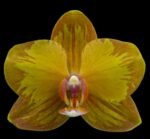 Phalaenopsis Jiuhbao Queen Diamond (2.5" pot)