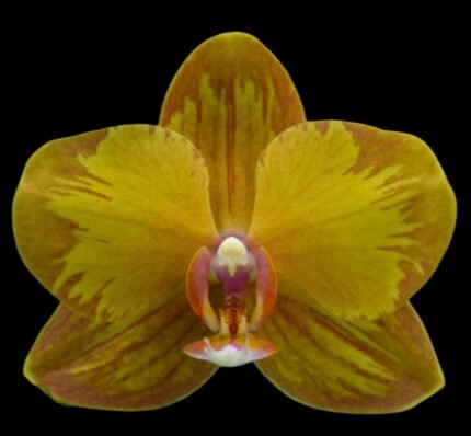 Phalaenopsis Jiuhbao Queen Diamond (2.5" pot)