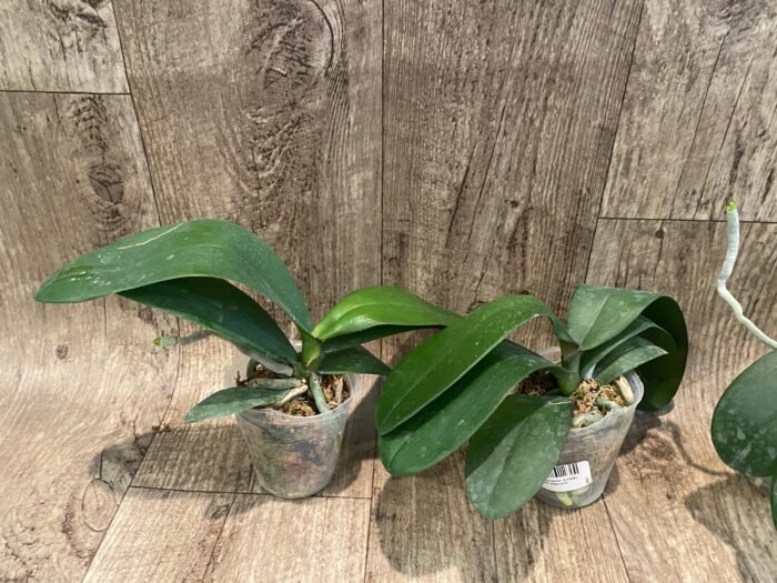 Phalaenopsis Jiuhbao Queen Diamond (2.5" pot) - Image 2