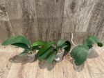 Phalaenopsis Jiuhbao Queen Diamond (2.5" pot) - Image 3