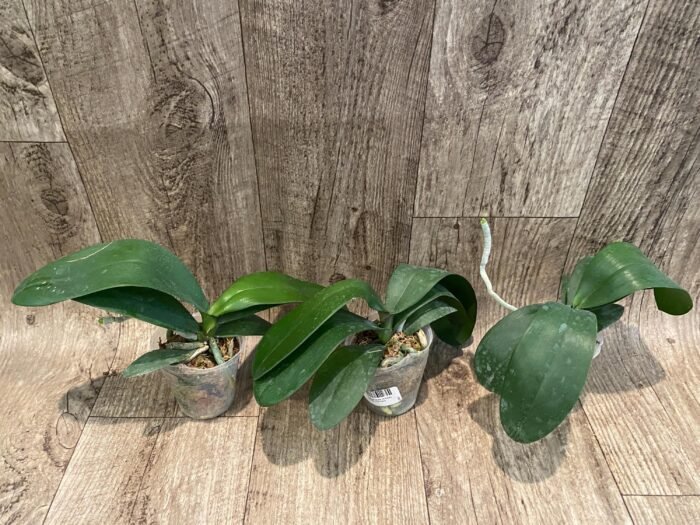 Phalaenopsis Jiuhbao Queen Diamond (2.5" pot) - Image 3