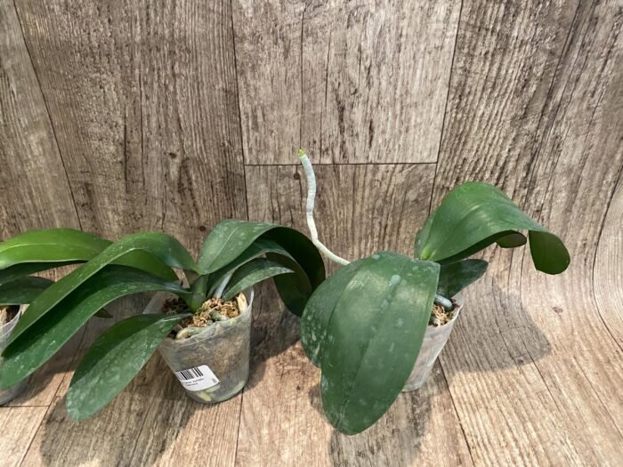 Phalaenopsis Jiuhbao Queen Diamond (2.5" pot) - Image 5