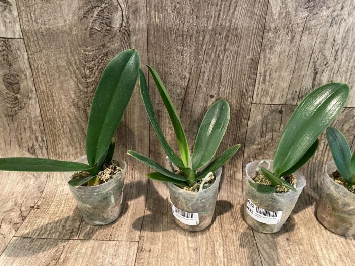 Phalaenopsis OX Little Beauty (2.5" Pot) - Image 5