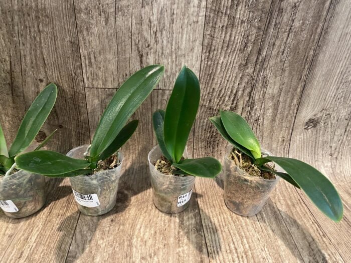 Phalaenopsis OX Little Beauty (2.5" Pot) - Image 6