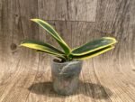 Phalaenapsis Soyo Yenlin Coffee Variegated (2.5" pot) - Image 4
