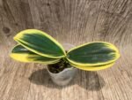 Phalaenapsis Soyo Yenlin Coffee Variegated (2.5" pot) - Image 3