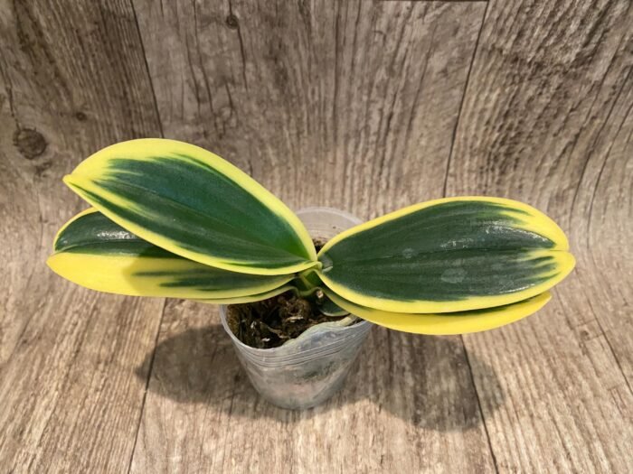 Phalaenapsis Soyo Yenlin Coffee Variegated (2.5" pot) - Image 3