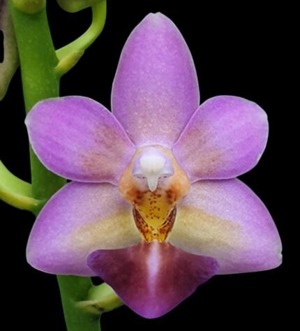 Phalaenopsis Evarise Blue Angel (2.5" pot)