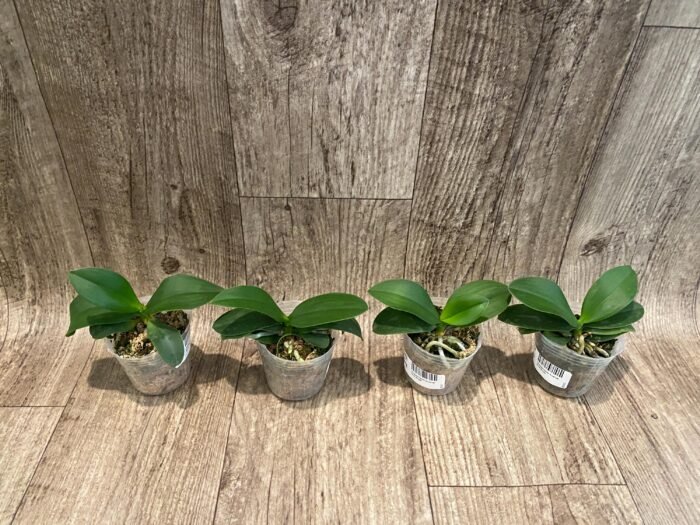 Phalaenopsis Evarise Blue Angel (2.5" pot) - Image 5