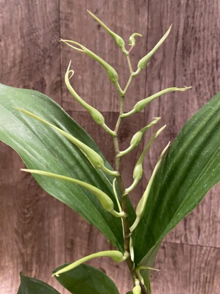 In Spike  (Brassia Caudata alba x Edval Loo) x Brassia Rex ‘Waiomaio Spotloss’ (3.5" pot)