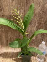 In Spike  (Brassia Caudata alba x Edval Loo) x Brassia Rex ‘Waiomaio Spotloss’ (3.5" pot) - Image 5