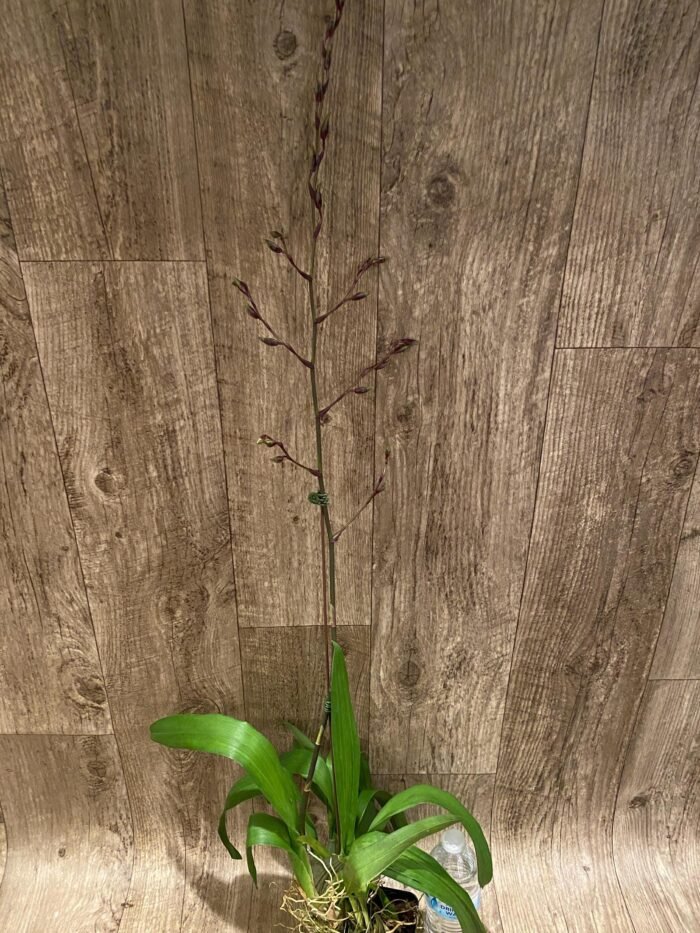 Tall Spikes Odontocidium Wildcat ‘Bobcat’ (3.5” Pot) - Image 4