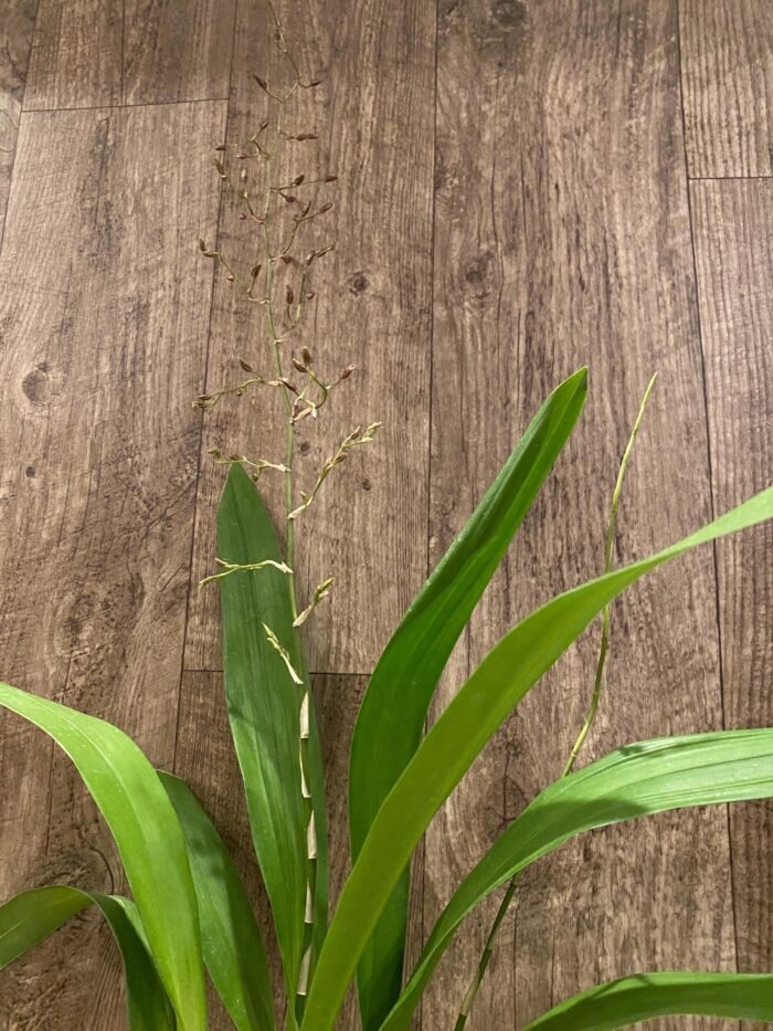 Double Tall Spikes  - Oncidium Ruth’s Rainbow ’Over the Rainbow’ (3.5” pot) - Image 2
