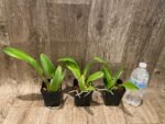Rlc. Star Platinum #2 (3.5 pot) - Image 5