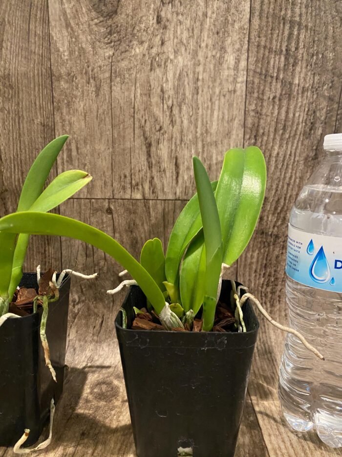 Rlc. Star Platinum #2 (3.5 pot) - Image 3