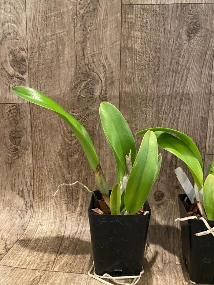Rlc. Star Platinum #2 (3.5 pot) - Image 4