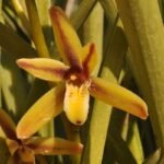 Cymbidium Rectum