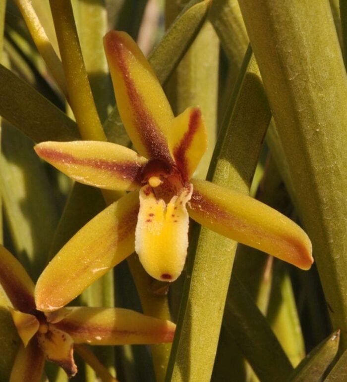 Cymbidium Rectum (3.5” pot) - Image 1
